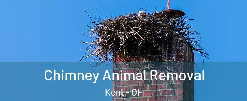 Chimney Animal Removal Kent - OH