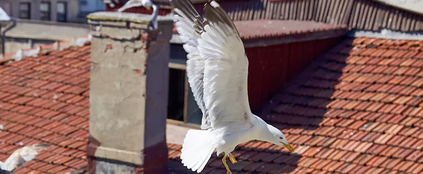 Residential Chimney Animal Removal Solution in Kent, OH